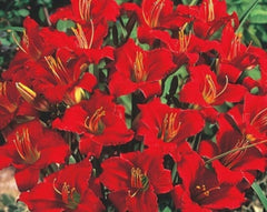 Mixed Daylily Bareroot Plants - 5 Sprouting Varieties - Hemerocallis - Free Shipping