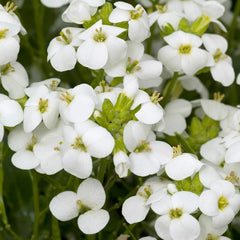 White Rock Cress Seeds - 200+ Arabis Alpina - Perennial Groundcover - USA Ship Free