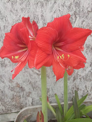 Red Orange Amaryllis Bulb (1) - Live Flowering Plant, Hippeastrum, Ideal for Indoor Gardening