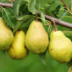 Kieffer Pear Tree Cuttings - 8 Unrooted Stem Cuttings, Cold Hardy (Zones 4-9), 7-10 Inches Long, Fruit Tree Propagation