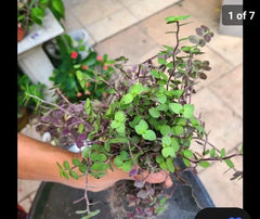 Dwarf Bolivian Calisia Repens Cuttings - 40 Pieces & Wandering Jew Tradescantia Cuttings - 20 Pieces for Plant Propagation