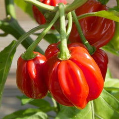 Red Scotch Bonnet Pepper Seeds | Heirloom Non-GMO | Capsicum chinense | 1007