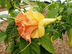 Tsunami Angel Trumpet Seeds - 10 Pack - Brugmansia Datura - USA Grown Flower Seeds