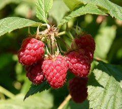 Coho Red Raspberry Starter Plant 5L - Rubus Variety - Live Plant, Tray Grown, No Pot Included
