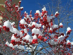Live Winterberry Holly Shrub - Winter Red - Ilex verticillata - Well Rooted Plant