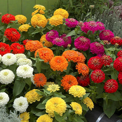 Zinnia Seeds - 100+ Preciosa Mix - Colorful Garden Flowers - Zinnia elegans - USA Quality, Free Shipping