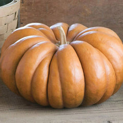Fairytale Pumpkin Seeds | Heirloom Musquee de Provence | Organic Vegetable Seeds | Garden Planting Supplies
