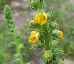 Wand Mullein Seeds | 25 Pack | Verbascum virgatum | Florida Grown | Wild Harvested