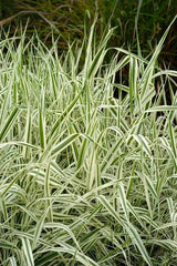 Strawberry & Cream Ribbon Grass Root Divisions - 8 Plants for Sun or Shade - Ideal for Pond - (Phalaris arundinacea)