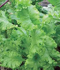 Mustard Greens Seeds, Southern Giant, Heirloom, Non-GMO, 25+ Seeds, Brassica juncea