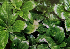 20 Japanese Spurge Plants - Pachysandra Terminalis - Hardy Evergreen Groundcover - Pre-Order for Spring Shipping