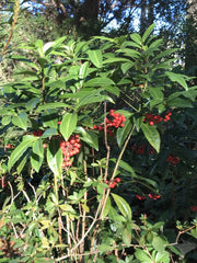 Organic Coral Berry Ardisia Plant 8”+ Tall - Ardisia crenata - Native, Cold Hardy, Red Berries, Shiny Green Foliage, 5 Plants