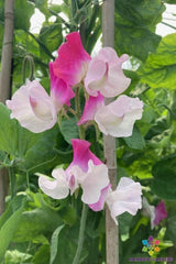 Sunshine Pink Bicolour Sweet Pea Seeds - 50+ Pack - Lathyrus odoratus - Garden Flower Seeds - USA