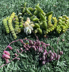 Succulent Cuttings Set | 7 Easy to Grow Varieties | Perfect for Propagation | Ideal for DIY Arrangements | Succulents
