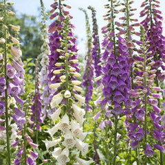 Foxglove Seeds Mixed Colors 500 Non-GMO Biennial Digitalis spp. Hummingbird Friendly Sun/Shade