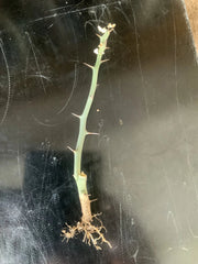 Bromeliad Plant - Offset - Aechmea KA'U Hawaiian Hybrid - Buy 3 Save 15%