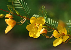 Partridge Pea Seeds - 254 Count - Sensitive Plant Seeds (Chamaecrista fasciculata) - Free Shipping on Any 15