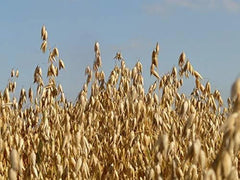 Whole Oat Seeds 10 lb - Wildlife Food Plot Cover Crop, Avena sativa for Deer and Wildlife Habitat