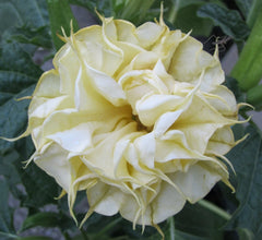 10 DBL Lemon Rose Angel Trumpet Seeds - Brugmansia Datura - Exotic Flower Seeds for Garden Planting - USA Grown