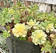 Succulent Aeonium Castello-Paivae 'Harry Mak' 3 Live 1" Plant Cuttings Variegated Foliage
