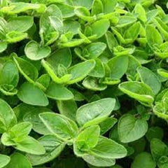 Organic Sweet Marjoram Seeds - Premium Heirloom Variety - Culinary Herb for Home Gardening - Origanum majorana