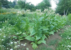 Virginia Gold Tobacco Seeds - 1000+ Heirloom Seeds - Nicotiana Tabacum for Home Growing