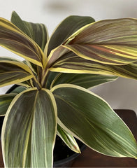 Cordyline Plant - Rooted Chocolate Queen Ti Leaf - Tropical Foliage - Cordyline fruticosa