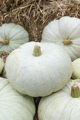 White Harvest Pumpkin Seeds - Fresh Seeds for Planting - Cucurbita pepo