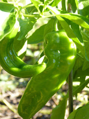 Hatch Lumbre Chili Pepper Seeds, NuMex, XXX Hot Green Chile, Ristra, Capsicum annuum, Free Shipping