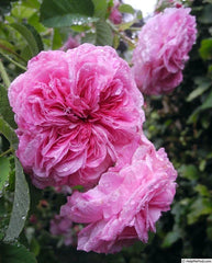 Duc de Cambridge Rose Bare Root Plant - 2 Year Old - Rosa 'Duc de Cambridge' in Wet Paper and Plastic