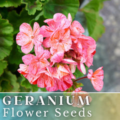 Geranium Seeds - 100+ Creamsicle Burst - Fragrant Fresh Flower Seeds - Non-GMO