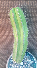 Polaskia Chichipe Cactus Cutting H12 - Unique Succulent Plant - Perfect for Indoor Decor - Rare Cactus Variety
