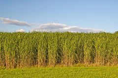 Switchgrass Seeds - 1,000 Count - Fast Growing Prairie Grass - Panicum virgatum