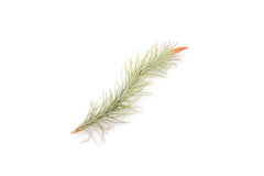 Pack of 5 Air Plants Tillandsia Funckiana - Easy Care Indoor Outdoor Live Air Plants - Sustainably Farmed