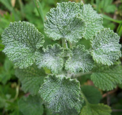 Horehound Seeds 200+ Perennial Herb Garden Marrubium Vulgare Free Shipping
