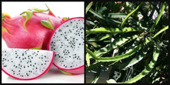 Unrooted 8" Dragon Fruit Cutting ~White Flesh~ Pitahaya Plant Vine Hylocereus