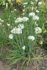 Garlic Chives Seeds - 150 to 10K Drought Tolerant Microgreens - Allium tuberosum - Onion Flavor Herbs