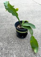 Fragrant Epiphyllum oxypetalum 'Queen of the Night' Succulent Plant - Rooted Live Plant - Night-Blooming Cactus