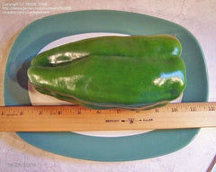 Big Bertha Sweet Pepper Seeds - 25+ Non-GMO Heirloom Organic Seeds - Rare Variety