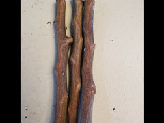 4 Star Apple Tree Cuttings | Chrysophyllum cainito | Unrooted 5–6" Grafting Wood | Tropical Caimito Fruit Tree | Rare Exotic Variety