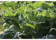Mustard Green Seeds - 100 Pack Florida Broad Leaf Organic Heirloom Non-GMO Edible Garden