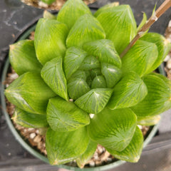 Set of 2 Live Succulent Plants - Haworthia Cuspidata 'Star Window' - 4" Bare Roots