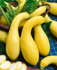 Yellow Crookneck Squash Seeds - 100+ Heirloom Non-GMO - Golden Summer - Cucurbita pepo