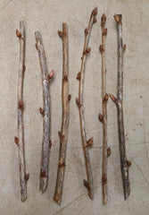 Black Currant Cuttings 8–10 Inches (8 pcs) – Ribes nigrum, Cassis Fruit Bush, Hardy Berry Plant for Propagation
