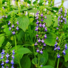 Chia Seeds 500 Count Non-GMO Salvia hispanica Culinary Nutrient-Rich Blue Flowers Healthy Superfood