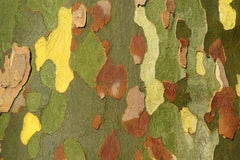 London Plane Tree Seeds - 50 Count - Platanus acerifolia - Exotic Color Bark for Planting