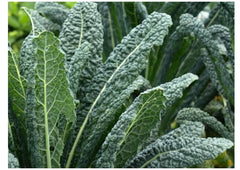 Lacinato Kale Seeds - Dinosaur Kale - Black Tuscany - Nero di Toscana - Forage Variety - Heirloom Seeds