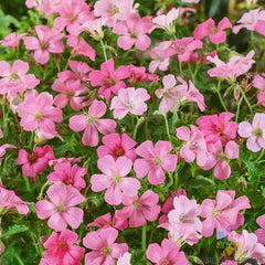 25+ Rose Clair Geranium Seeds for Garden Planting - Pelargonium × hortorum - USA