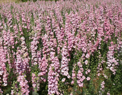 Rocket Larkspur Seeds - 500 Non-GMO Pink Pastel Flowers for Pollinators - Delphinium spp.