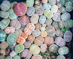 Lithops Seeds 50 Mixed Varieties - Living Stones Succulent Seeds, Lithops spp., Ships from Iowa, USA